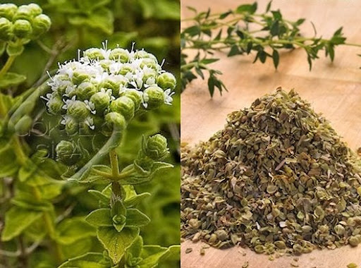 Health Benefits of Thyme