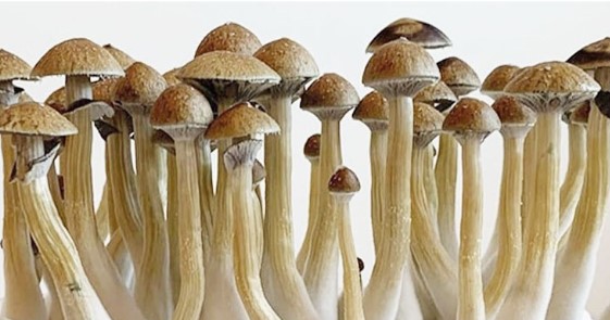 mushrooms Psilocybin